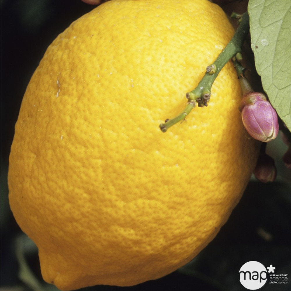 Agrume : pot 5 L 1/4 tige h.40/60cm Variétés variables