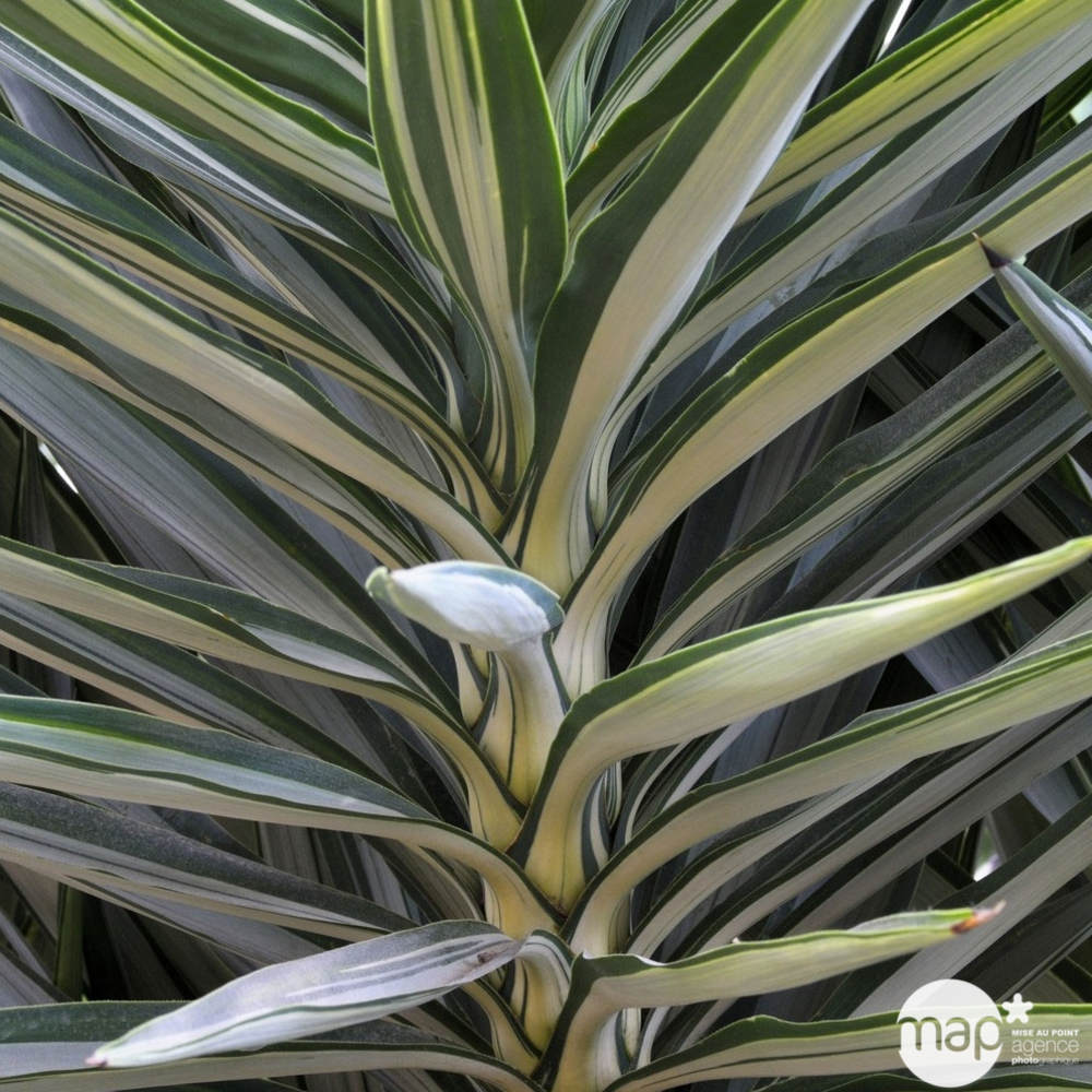 Yucca elephantipes:conteneur 18 litres