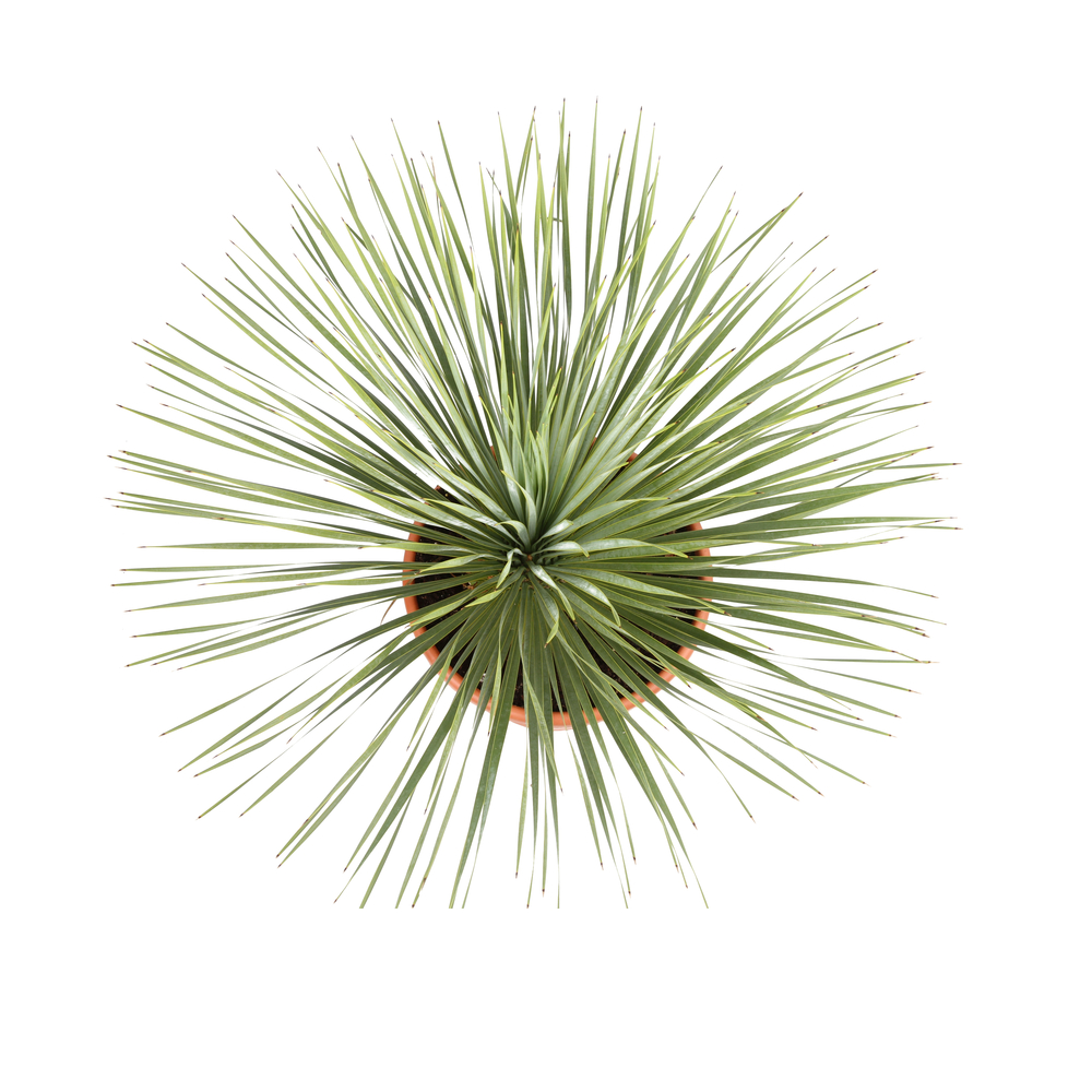 Yucca rostrata : pot 25L