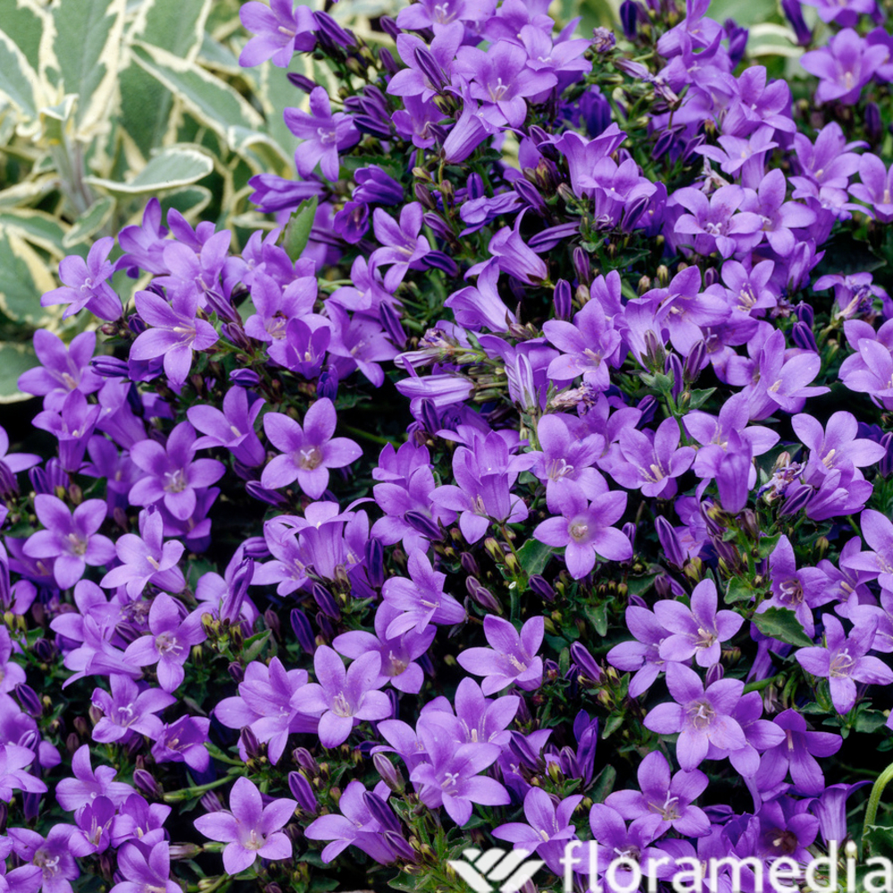 Campanule Addenda® - Pot 0,65L