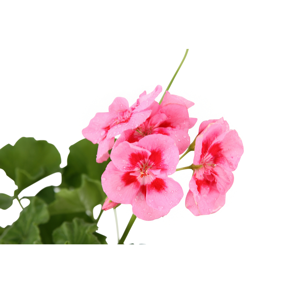 Géranium 'Calliope' : pot 1L