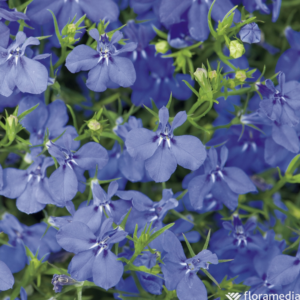 Lobelia : Pot 12cm