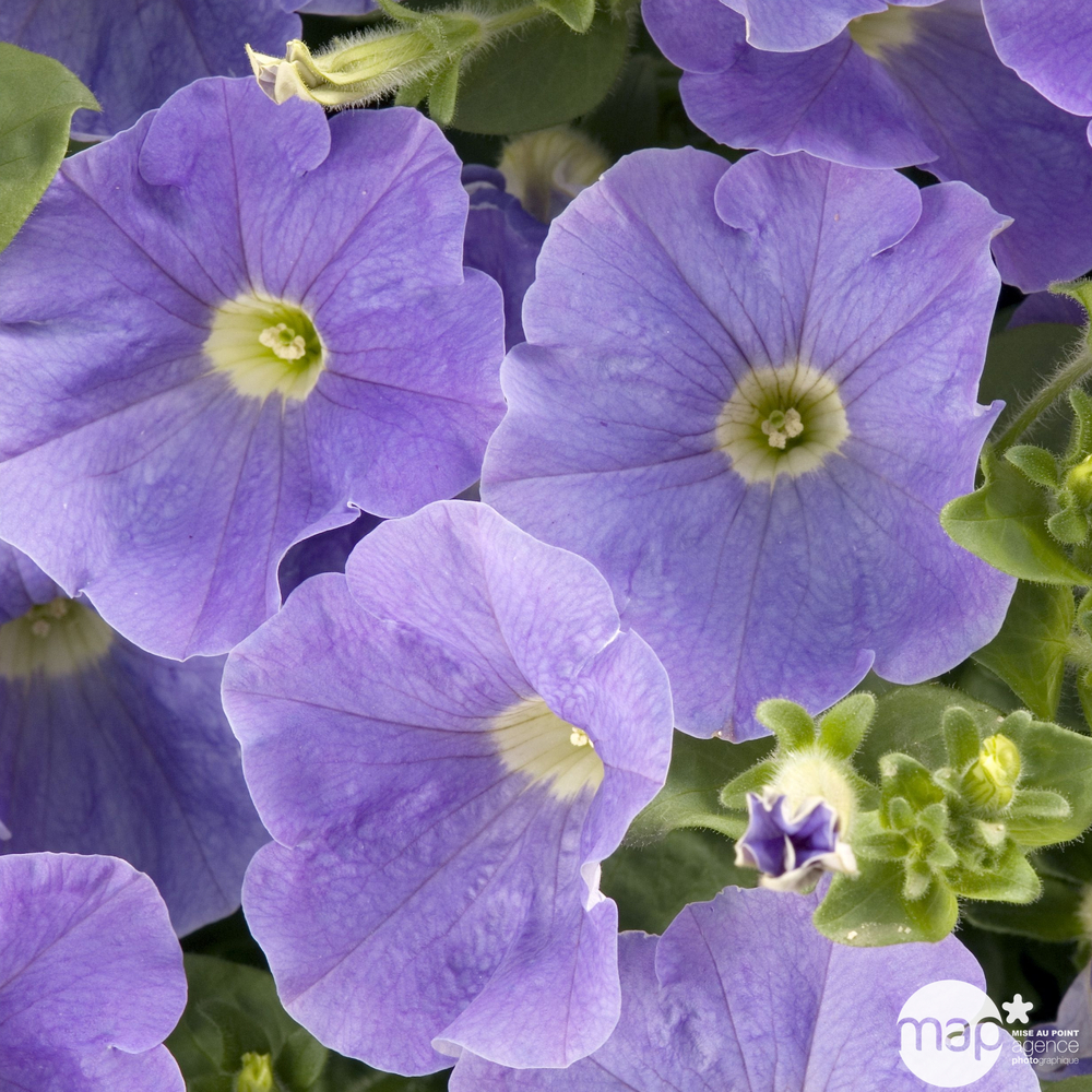 PÃ©tunia retombant : pot d.12cm