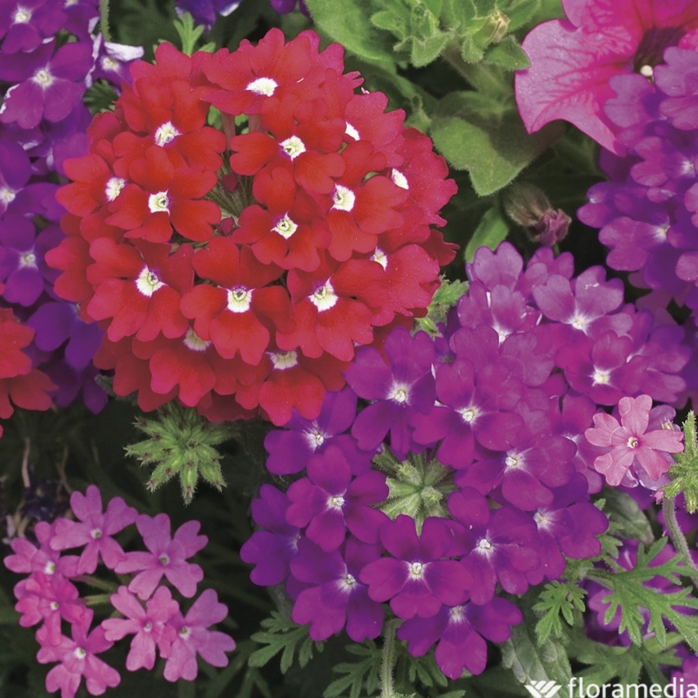 Verveine retombante:pot 0,65L