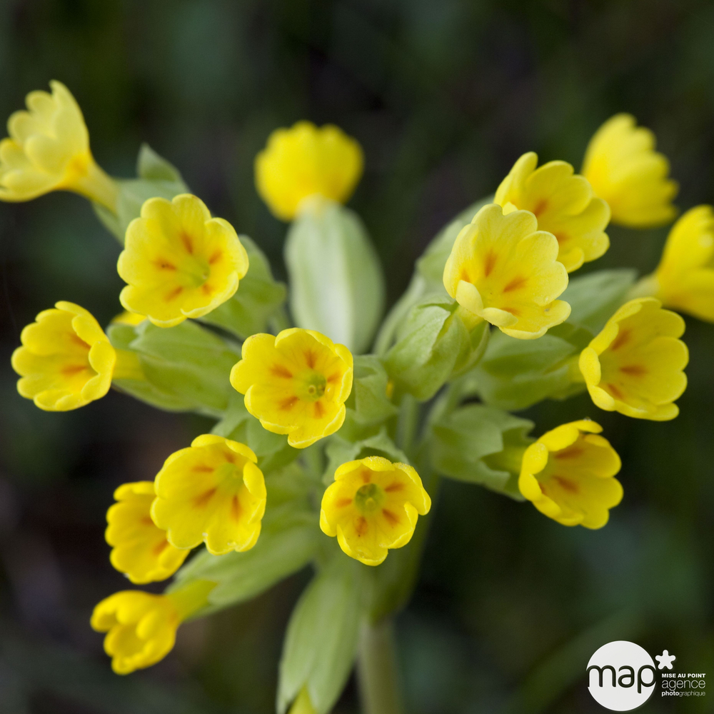 Primevère Coucou:pot diamètre 12 cm