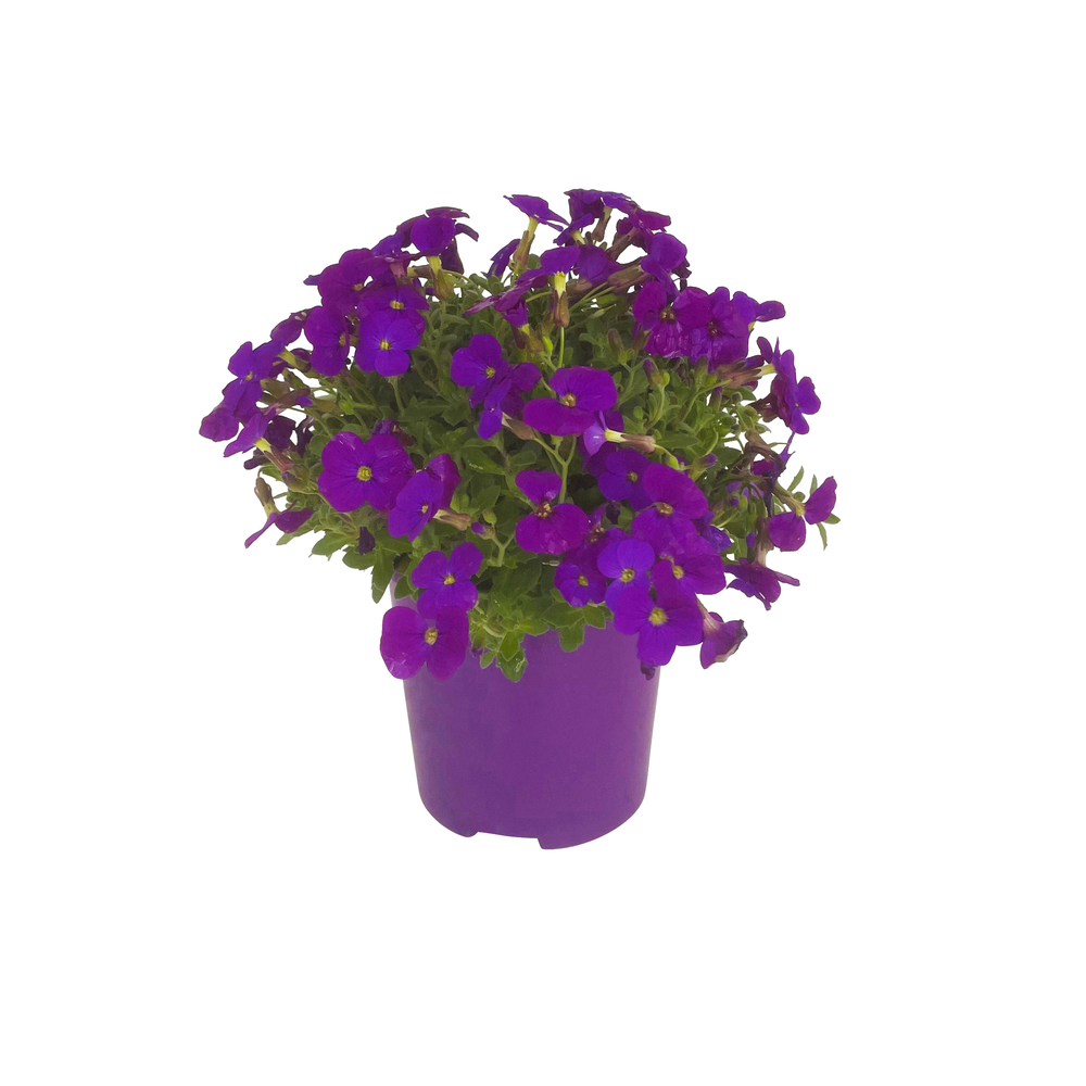 Aubriète : pot 0,65L