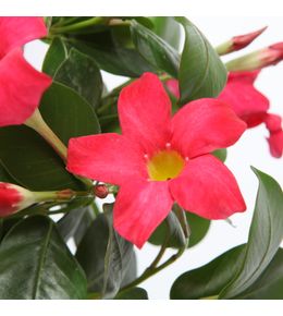 Dipladenia hybride: C0.5L - Coloris variables