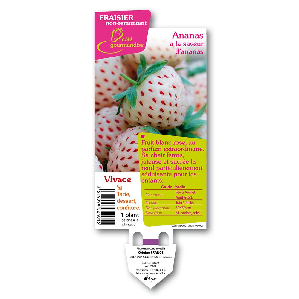 Plant de fraisier 'Ananas' : pot de 0,5 litre