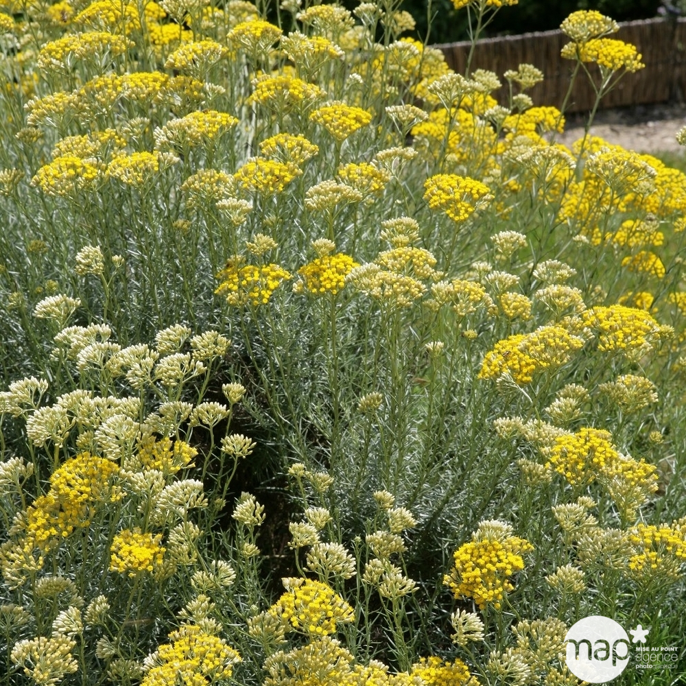 Plante Curry : en godet