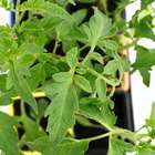 Plants de tomates mix premium bio : barquette de 6 plants
