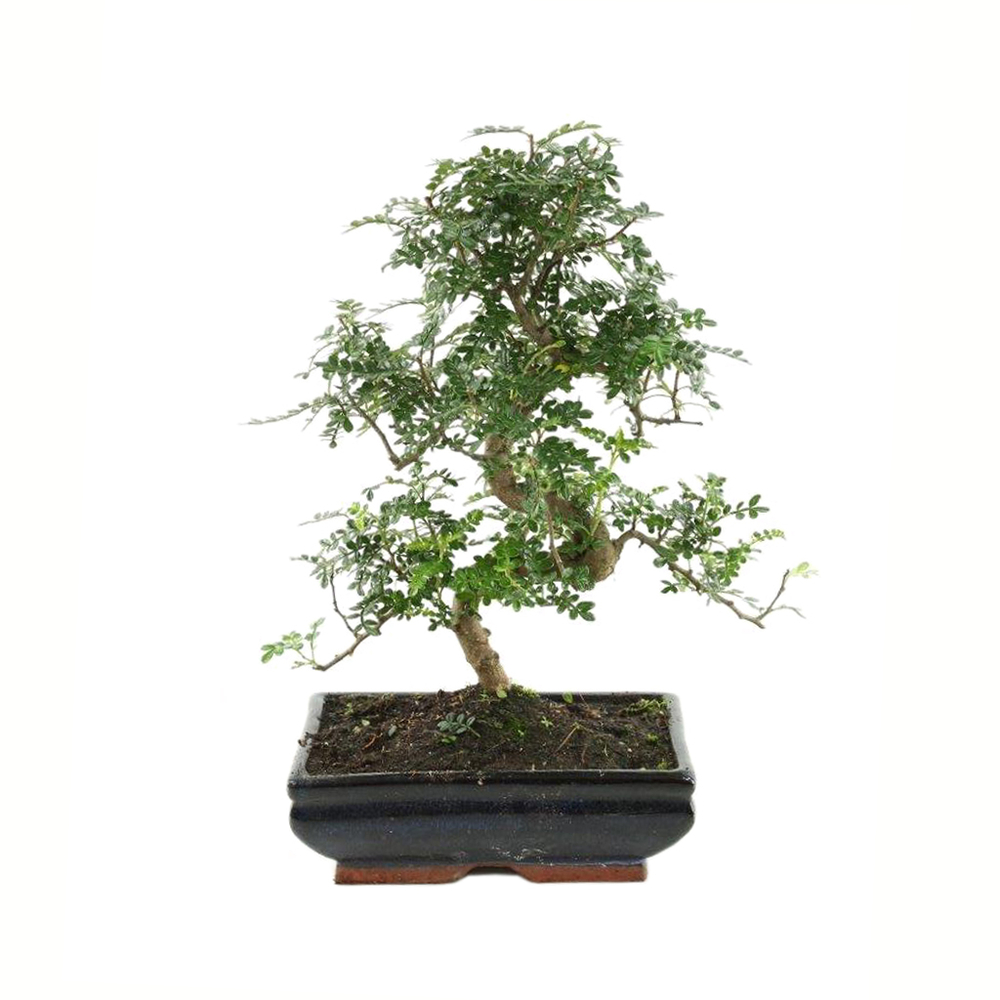 Bonsaï Poivrier :13-14 ans étage