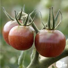 Plants de tomates 'Black Cherry' F1 : barquette de 6 plants