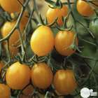 Plants de tomates 'Mirabelle Blanche' : barquette de 6 plants