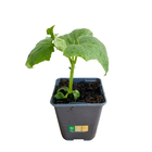 Plant de Cornichon 'Régal' F1 - Pot 0,5L