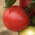 Plant de tomate 'Paola' F1 : pot de 0,5 litre