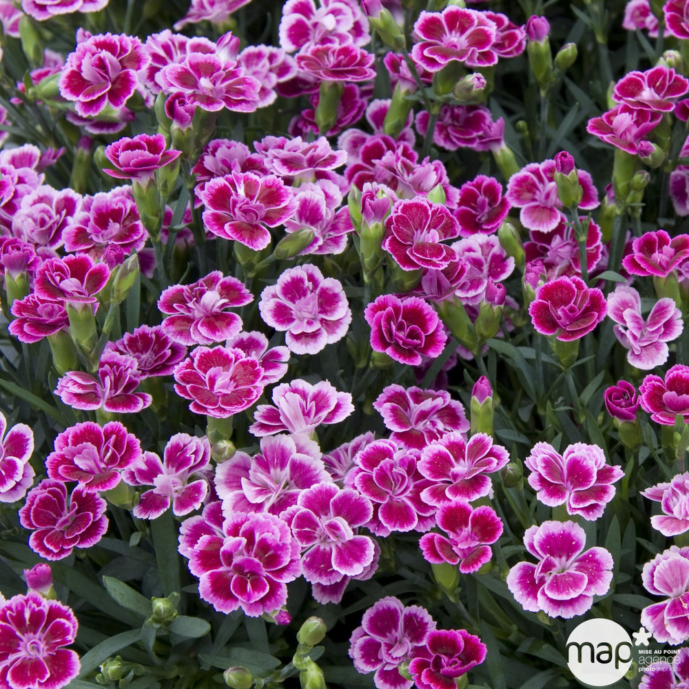 Dianthus x 'Pink Kisses'':pot D10.5 cm