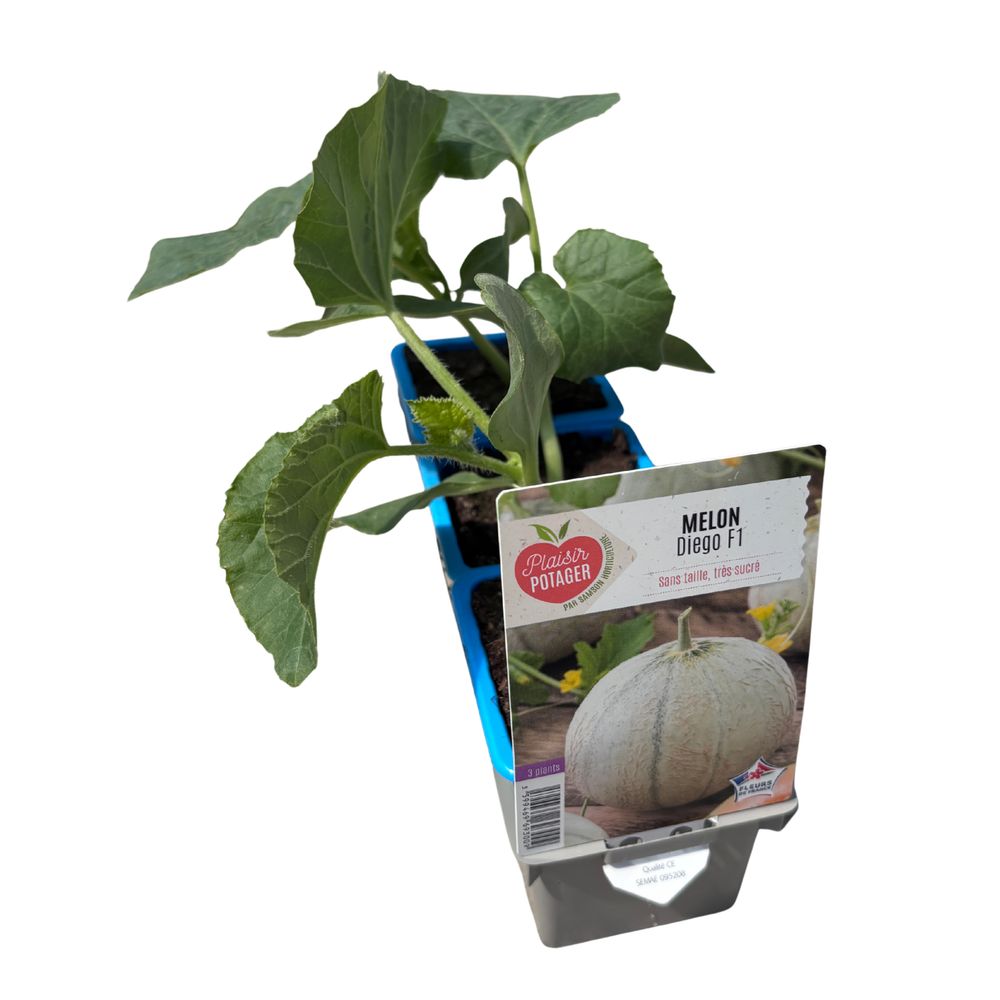 Plants de melons 'Diego' F1 : barquette de 3 plants