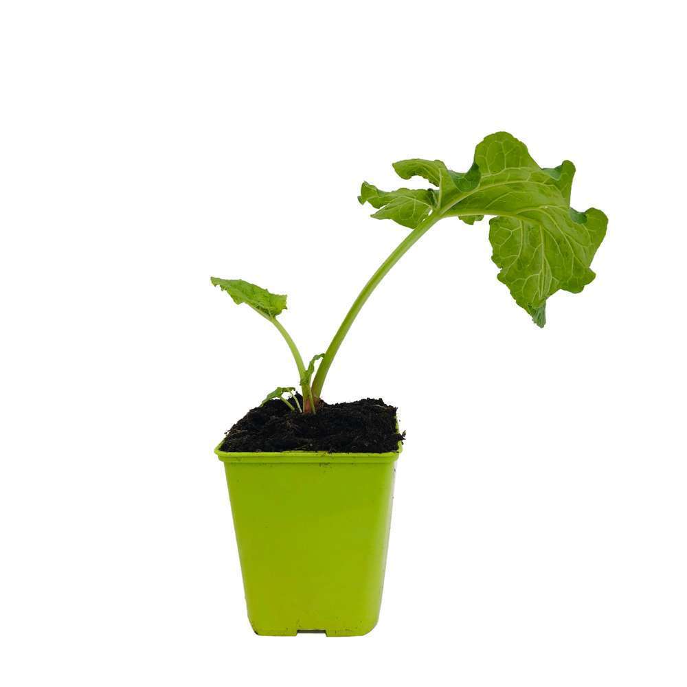 Rhubarbe 'Victoria' : C1L