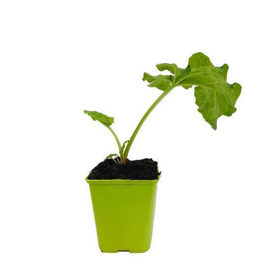 Rhubarbe 'Victoria' : C1L