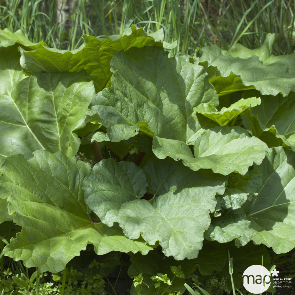 Plant de rhubarbe 'Paragon' : pot de 2,5 litres