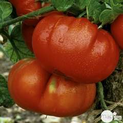 Plant de tomate 'Marmande' : pot de 2,5 litres
