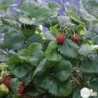 Plant de fraisier 'Fragoo' : pot de 4 litres
