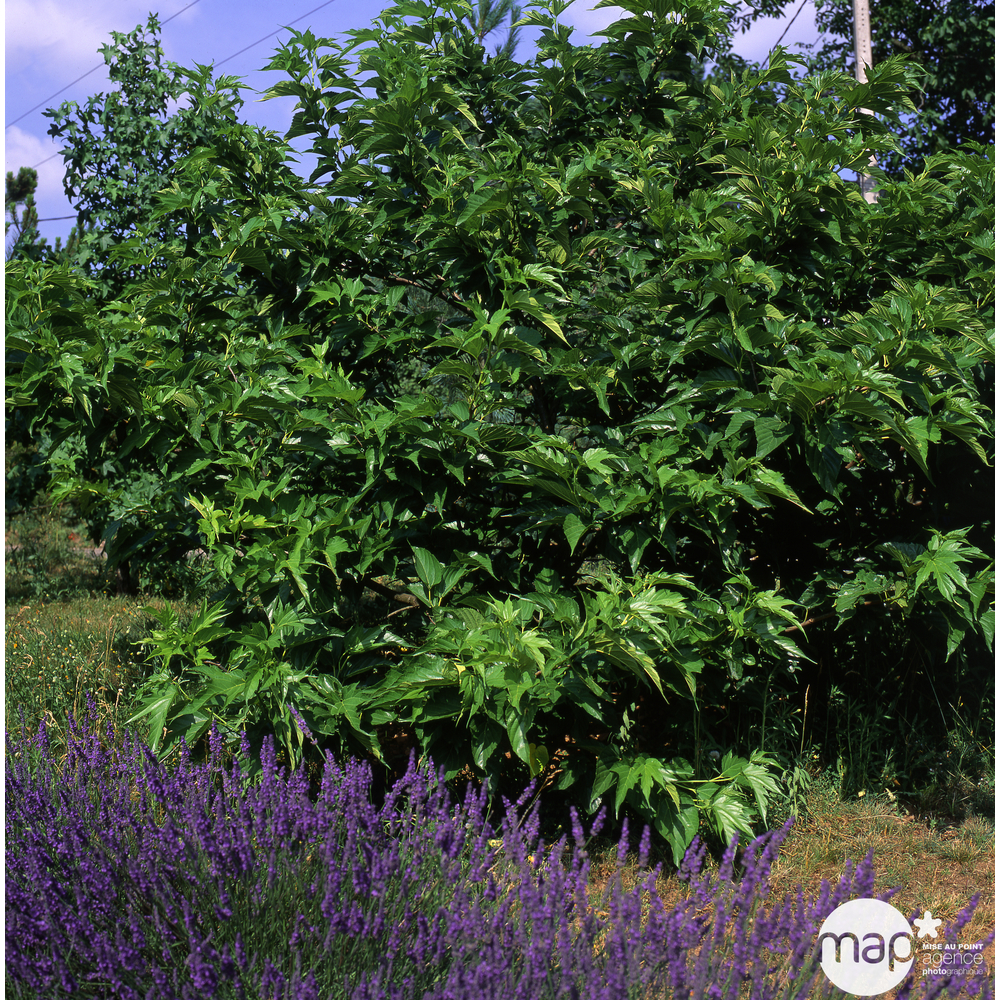 Morus Kagayamae : C15 L