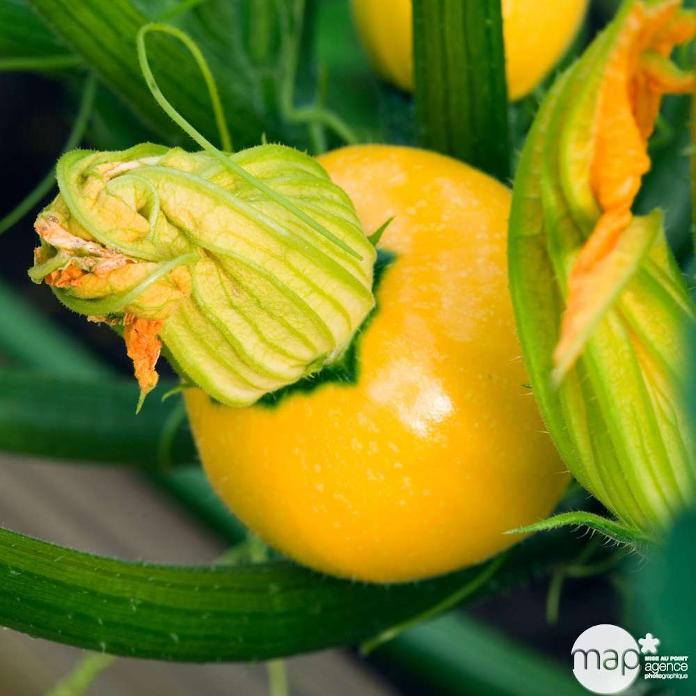 Plant de Courgette ronde 'Jaune One Ball' F1 - Pot 0,5L