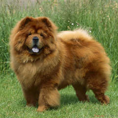 Chowchow : d'apparence