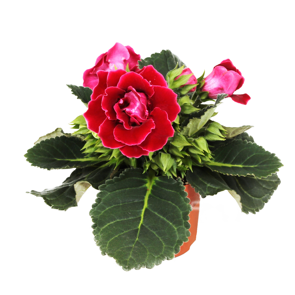 Gloxinia : pot D12cm