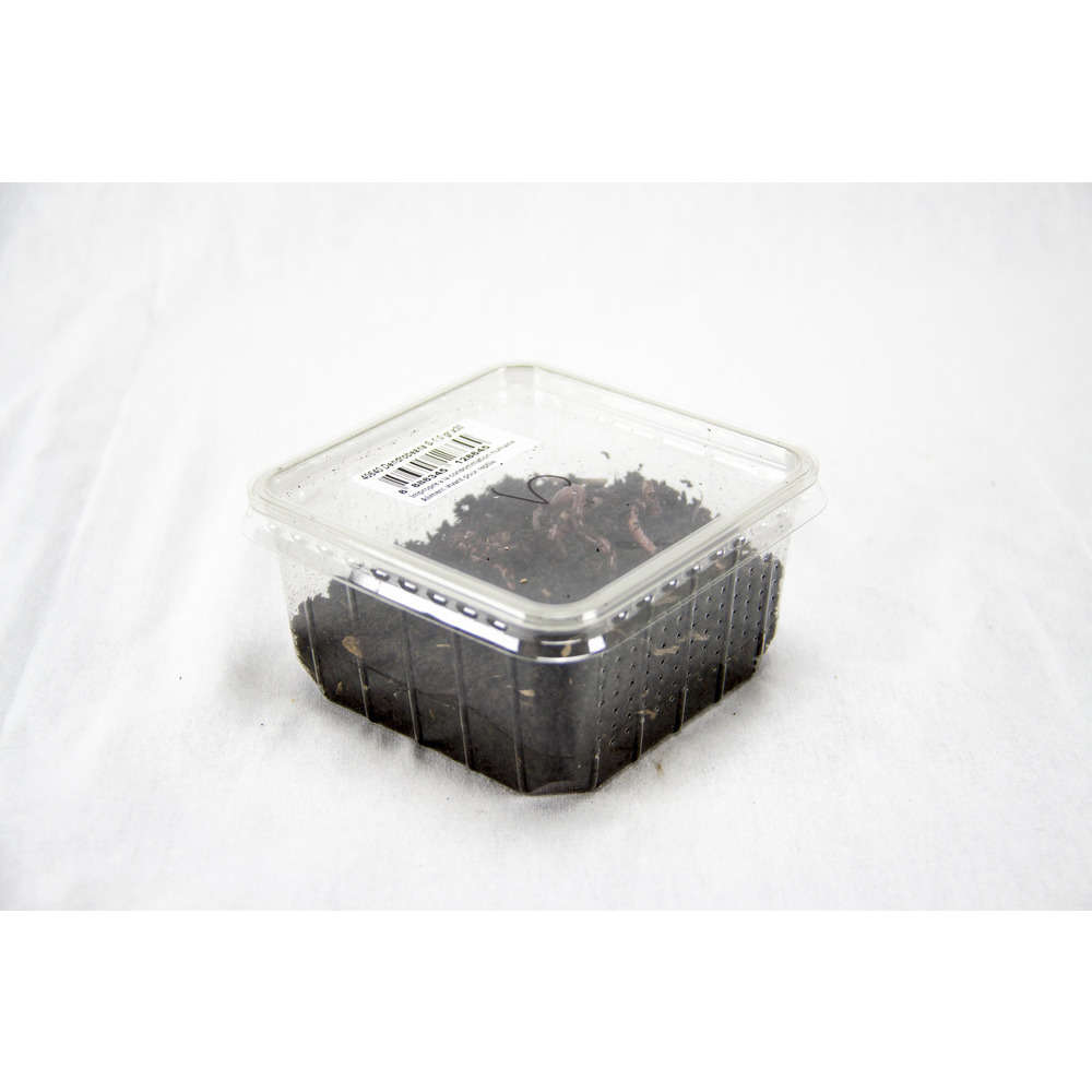 Vers de terre S pour alimentation reptile et la pêche: Boîte 30 pièces