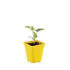 Plant de pastèque 'Mini Love' F1 : pot de 0,5 litre