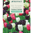 Bulbes de tulipes simples tardive - x50