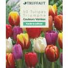 Bulbes de tulipes triomphe - x50