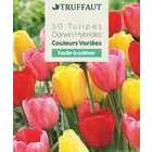 Bulbes de tulipes Darwin - x50