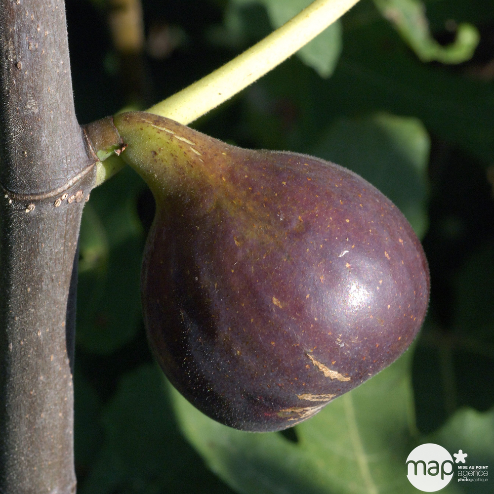 Figuier 'Osborn Prolific': C.4,5L, touffe