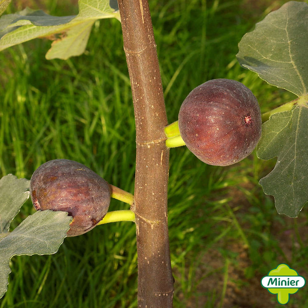 Figuier 'Violette Dauphine':touffe conteneur 10 litres