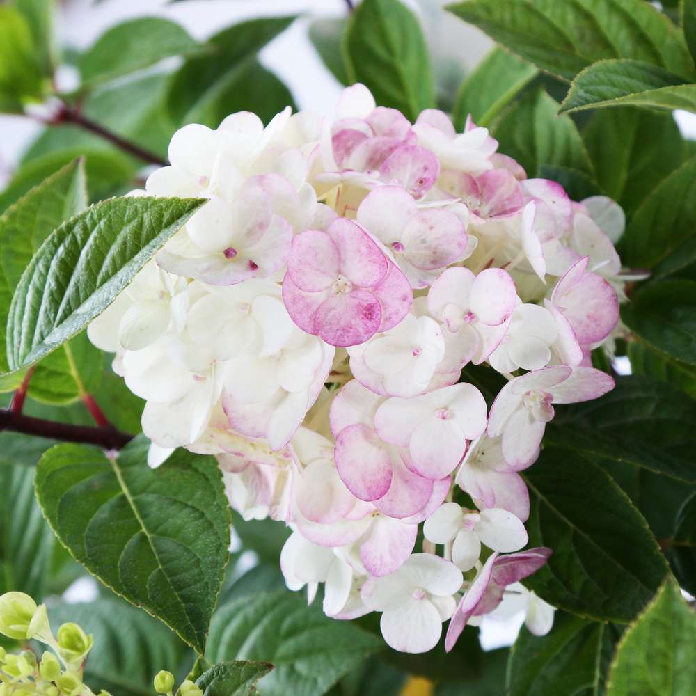 Hydrangea paniculata ' Sunday Fraise ' ® : C 4.5L Touffe