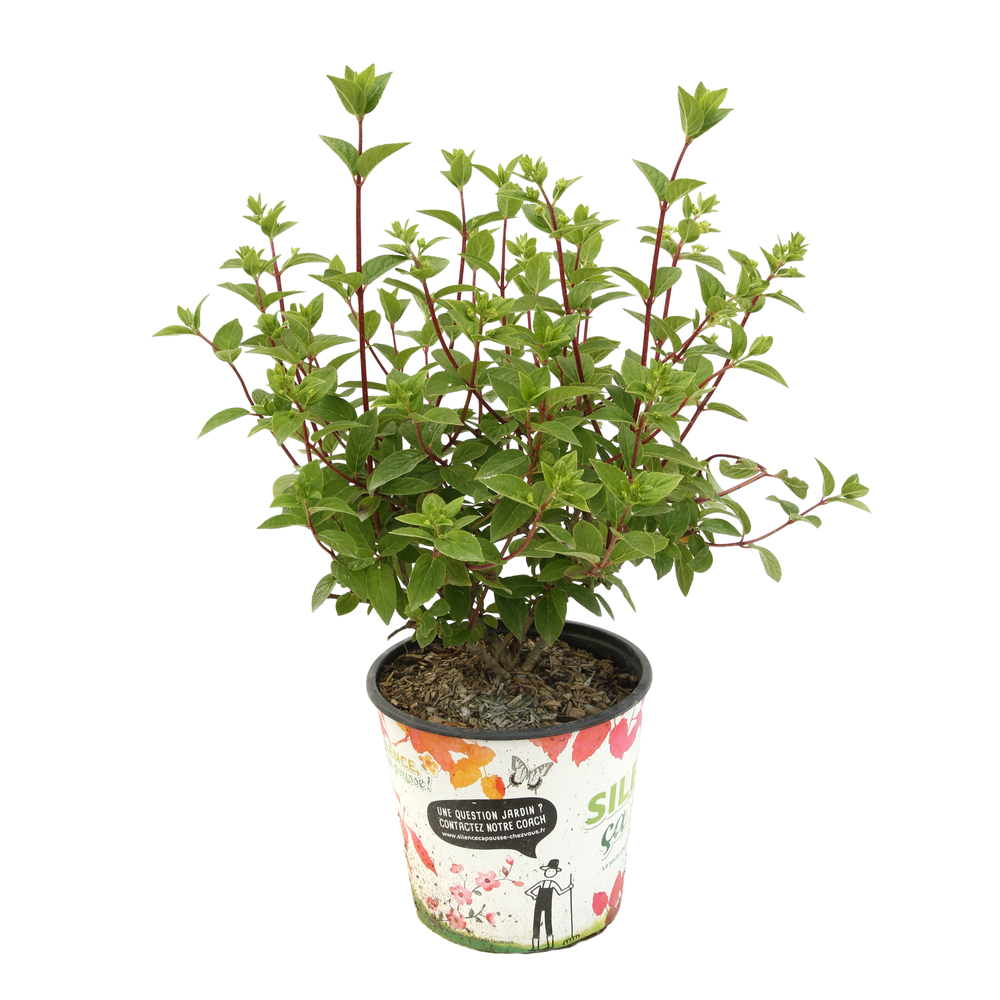 Hydrangea panniculata 'Diamant Rouge'® : pot 4.5L