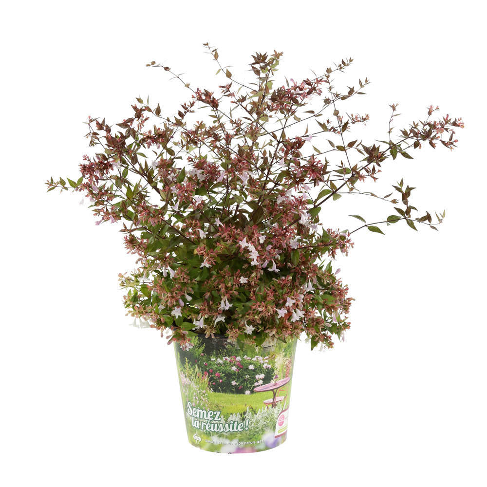 Abelia x grandiflora 'Semperflorens ':Touffe conteneur 4,5 litres