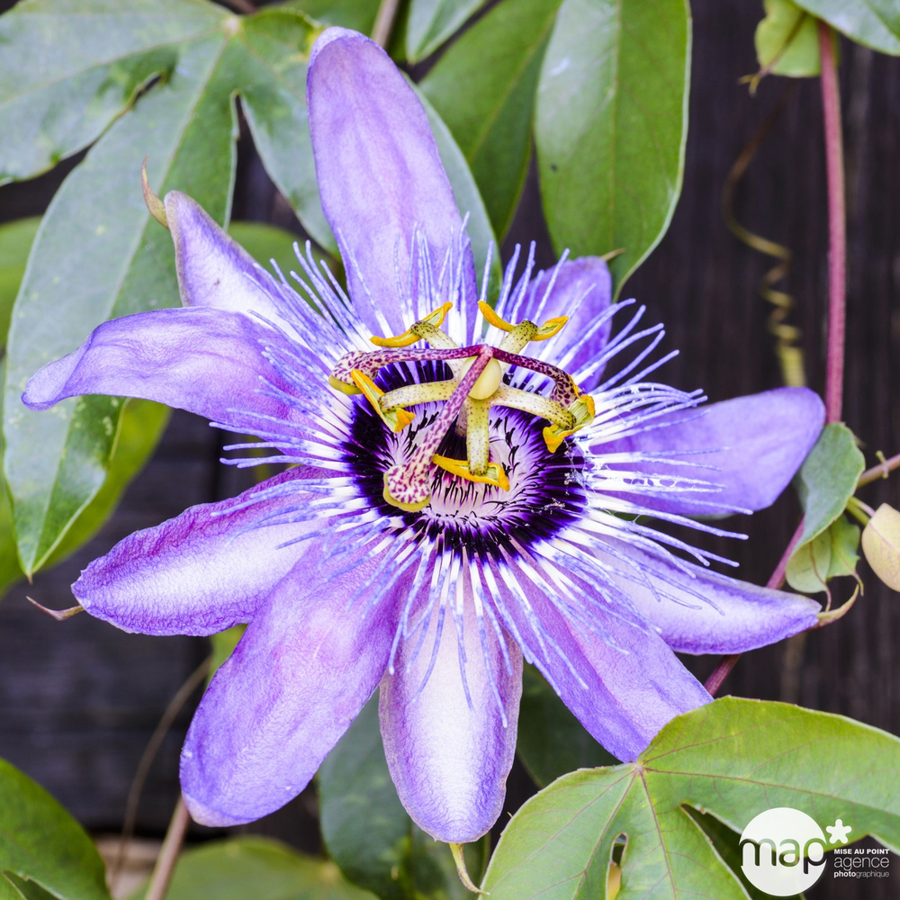 Passiflora x 'Betty Myles Young':conteneur 3 litres