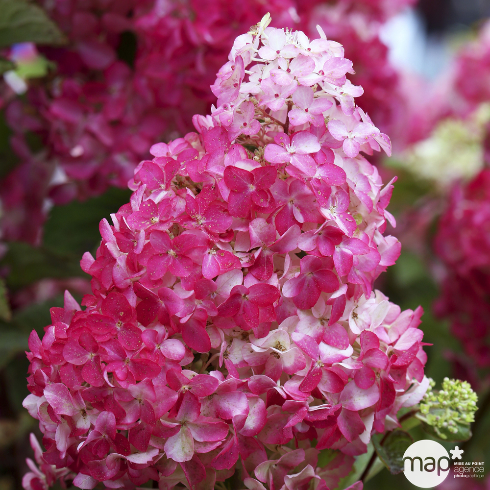 Hydrangea paniculata 'Fraise Melba'®: pot 7L