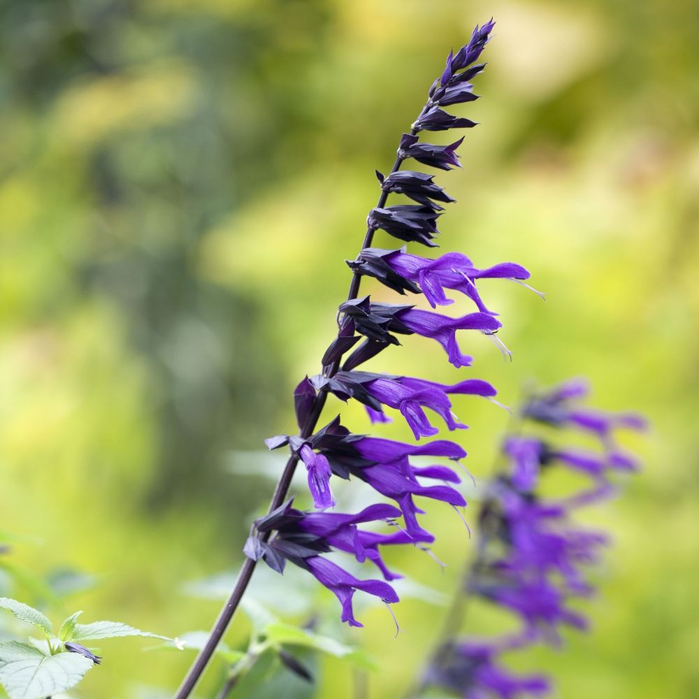 Salvia x Amistad : C.7,5L