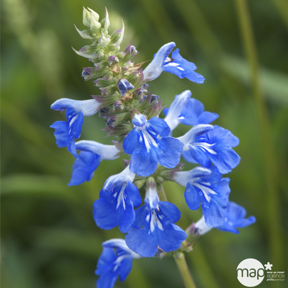 Salvia uliginosa :conteneur 7,5 litres