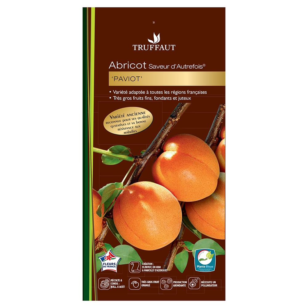 Abricotier armeniaca Paviot