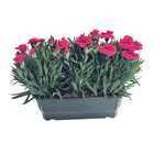 Dianthus jardinière: L30cm - Coloris variables