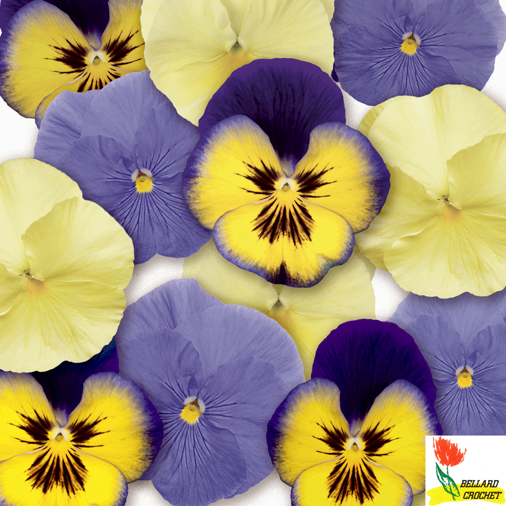 PensÃ©e p.lueurs de l'aube b10