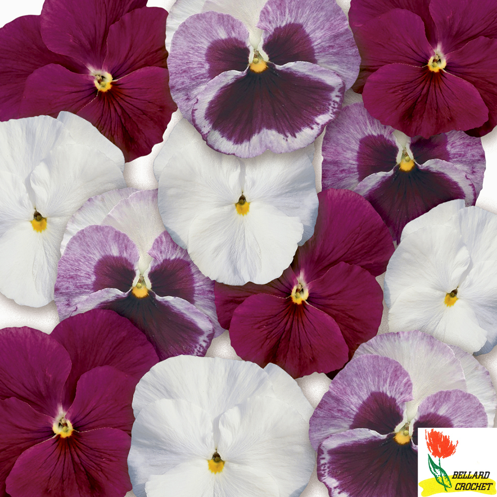 PensÃ©e couleur cardinale b10