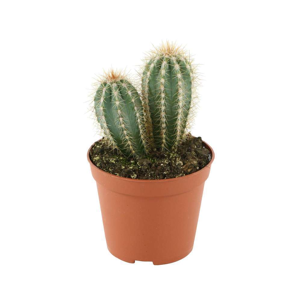 Cactus:pot D5,5 cm - Varits variables | Truffaut