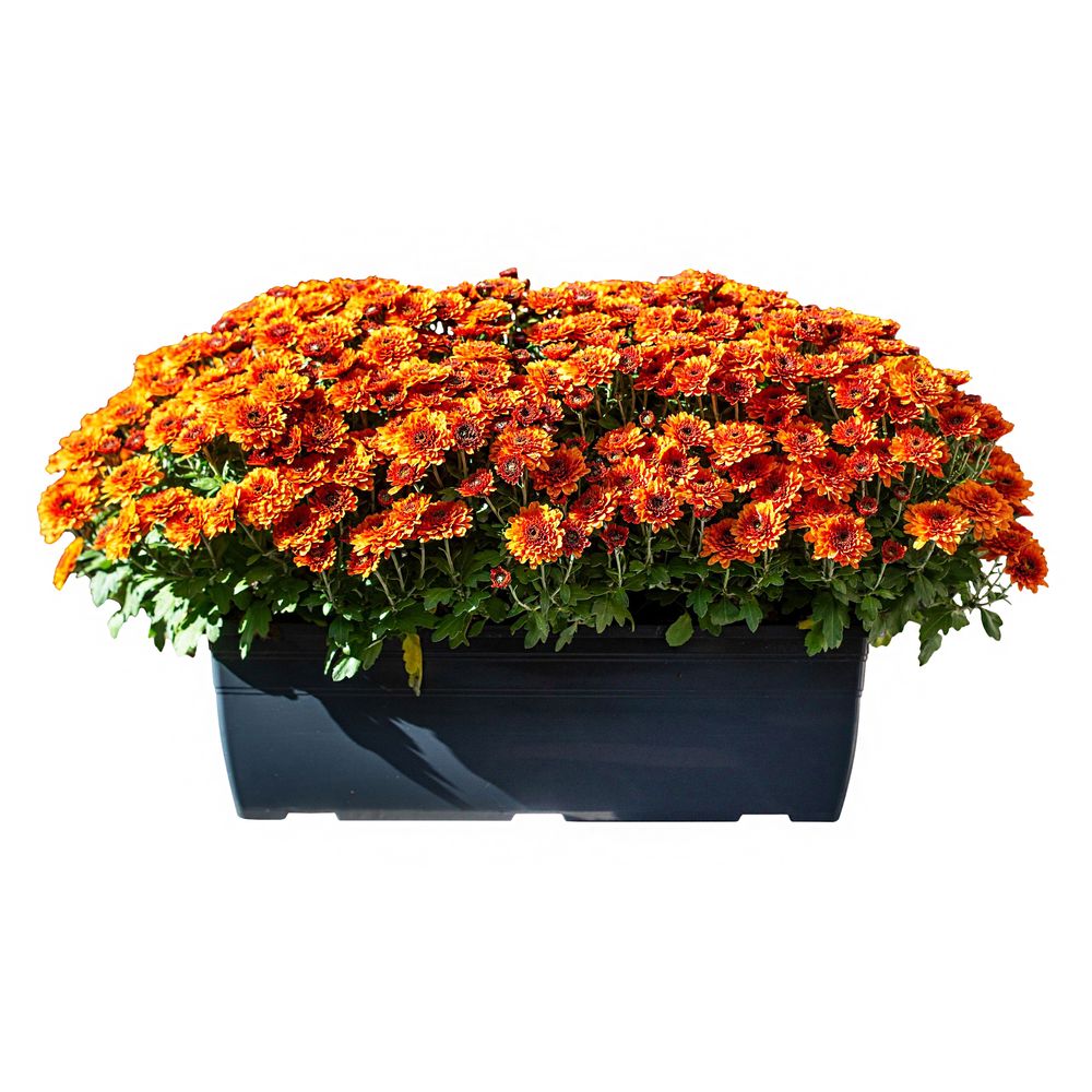 ChrysanthÃšme pompon:unic. jardiniÃšre 40 cm